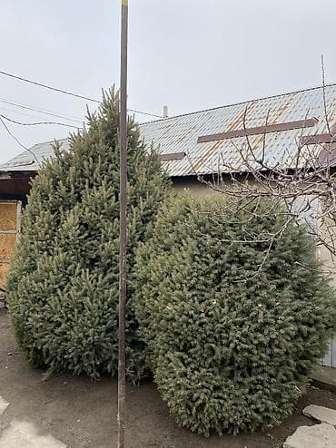 Бакча эмереги: Көчөттөр дарактардын: Карагайлар, Акылуу жеткирүү — 4