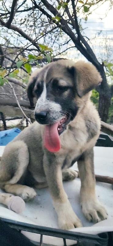 одам даром собаку: Собака даром: 4 месяца, Самка, С прививкой — 7