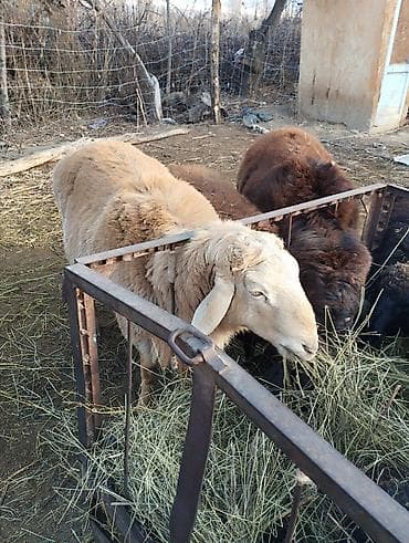 животные на продажу: Продаю | Овца (самка) | Для разведения — 2