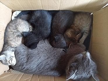 Котята от домашней кошки Описание: - Помёт разного окраса: есть