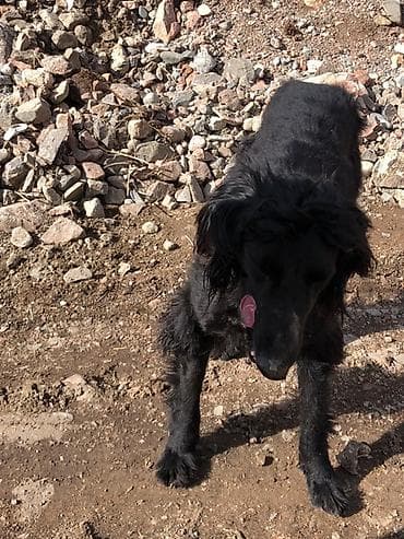 отдам даром попугая жако: Собака даром: 9 месяцев, Самка — 2