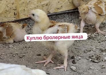 Птицы: Куплю бройлеров на инкубатцоные яица бройлеров — 1