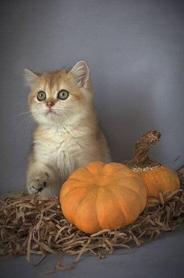 дом кошка: Британская короткошёрстная, 3 месяца, Девочка, Золотая шиншилла, С прививками — 1