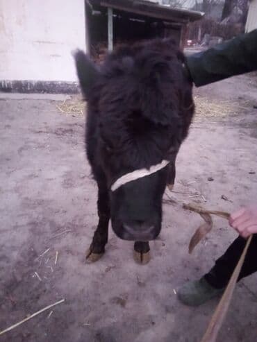 коровы молочной породы купить: Продаю | Тёлка | Абердин-ангус | На откорм | Привязанные — 9
