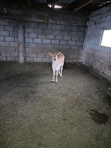 куплю быков село луговое: Продаю | Музоо, торпок | Джерсейская | На откорм | Искусственник — 1