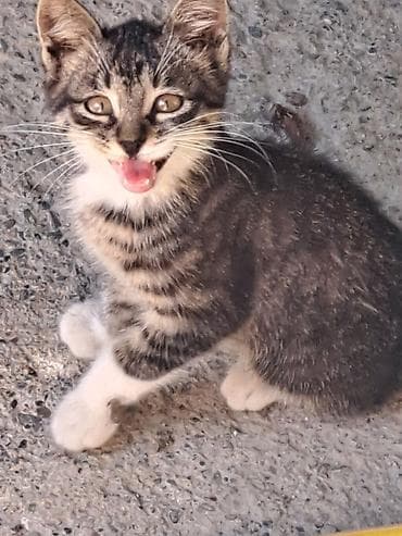 кошка кот: Отдам бесплатно девочка подобрала у дома Котёнок серо-тигрового окраса — 2
