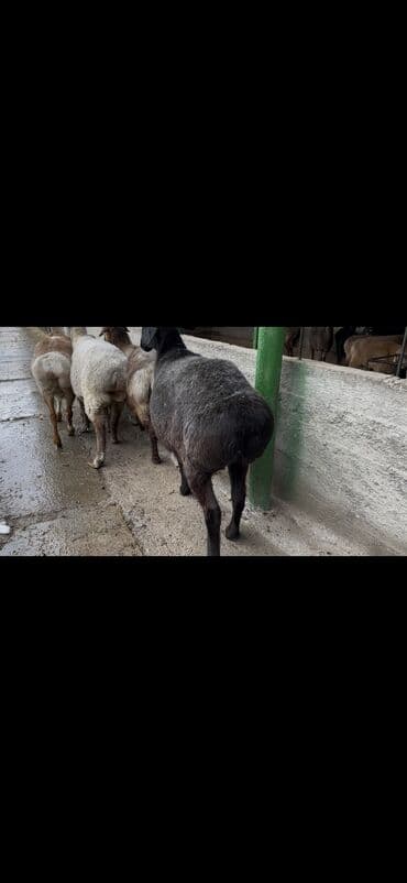 Сатам | Ургаачы кой (ургаачы) | Көбөйтүү үчүн — 3