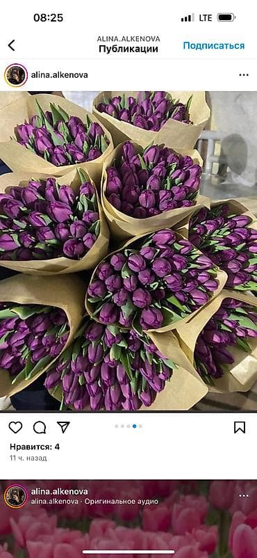 декоративные цветы бишкек: Принимаю заказы тюльпанов!Самые яркие,сочные цвета,более 15 видов — 3