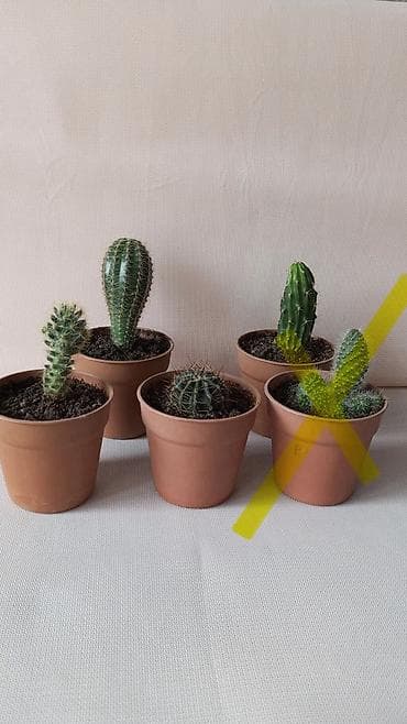 Мини-кактусы сортовые в горшках. - Компактный размер, подходят для