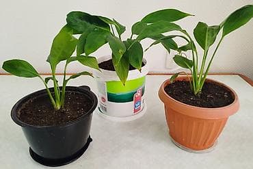 драцены: Сансевиерия -тещин язык, высота 65-70 см -250 сом. Спатифилум — 10