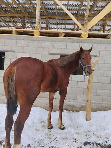 сиамская вислоухая кошка: Продаю | Конь (самец) | Полукровка | Рабочий | Мерин — 2