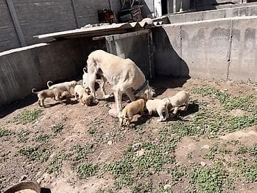 собака чихуахуа: Тайган кучук Бир ай чиста кровный — 1