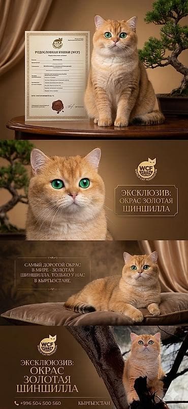 Британская короткошёрстная, 7 месяцев, Девочка, Золотая шиншилла