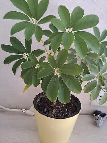 Шефлера (Schefflera arboricola) в горшке. - Декоративно-лиственное