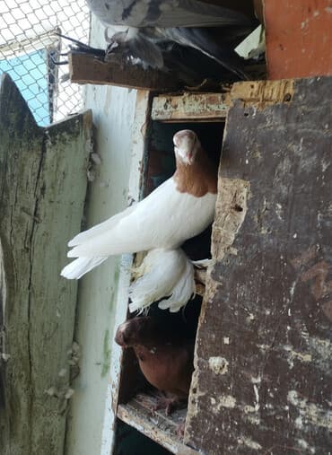 Услуги ветеринара: Пара нават сатылат адрес Талас отправка бар — 2