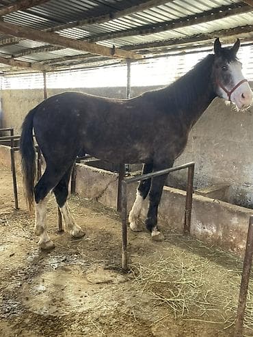 Продаю | Жеребец | Рабочий | Племенные