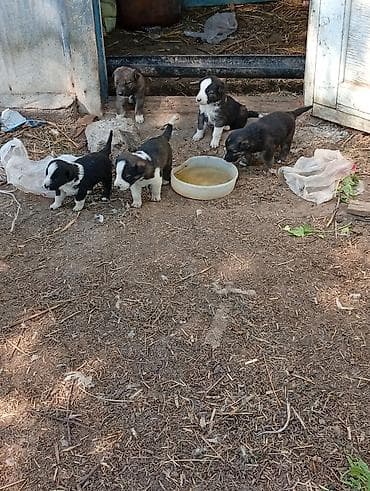 сколько стоит сиамская кошка в сомах: Щенки Алабая. собаки средних размеров, шерсть полудлинная, окрасы — 1