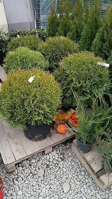 каракол квартира сдаётся: Автополив 💧Газон 🌱 Ландшафный дизайн под ключ🔑🔑🔑 — 5