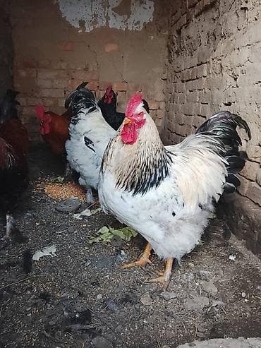 браманын жумурткасы: Сатам | Короздор | Брама | Көбөйтүү үчүн — 6