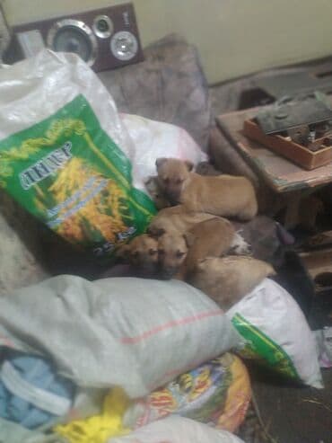 купить щенков чихуахуа: Щенки дворянской породы - Возраст: примерно 1–2 месяца (малыши на — 4