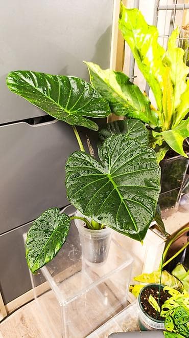 цветы алоказия: Алоказия Решал Шилдс (Alocasia RegalShilds)— декоративно-лиственное — 3