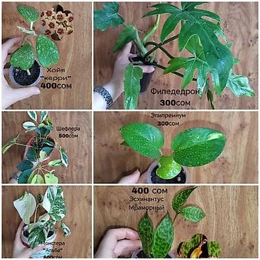 времени: Комнатные растения — саженцы и черенки. 1) Живое дерево (лечебное) — — 1