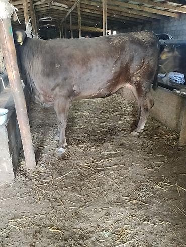 бройлер тушки: Продаю | Бык (самец) | На откорм | Привязанные — 2