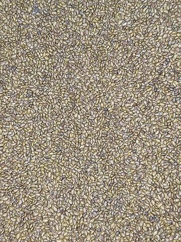 соору бу: Семена люцерны — 3