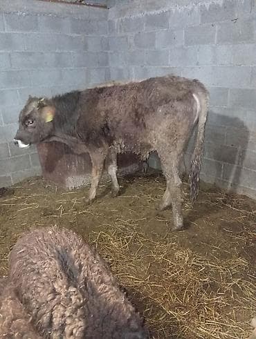 продаю карову: Продаю | Бык (самец) — 3