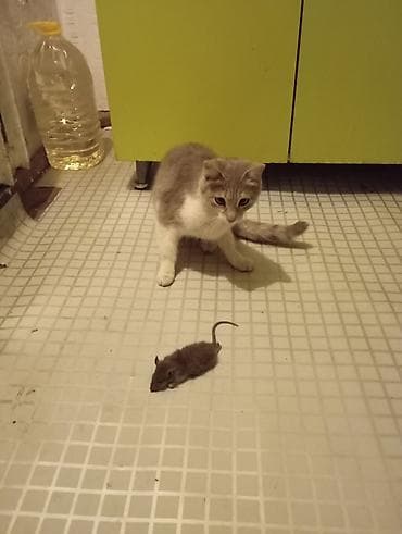 резвая: Отдадим в добрые руки котят2 месяца,в туалет ходят,кушают — 6