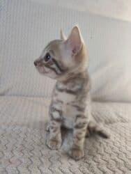 котята саванна купить: Бенгал, 2 айлык, Эркек, Лотокко барууга үйрөтүлгөн — 3