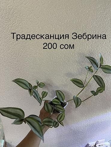 Комнатные растения: Укоренённые черенки от 150 до 350 сомов — 2