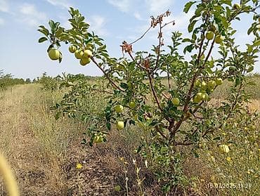 Продажа участков: 300 соток, Договор купли-продажи, Договор дарения — 7