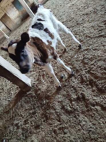 уй ангус: Продаю | Музоо, торпок | Для разведения | Искусственник — 1