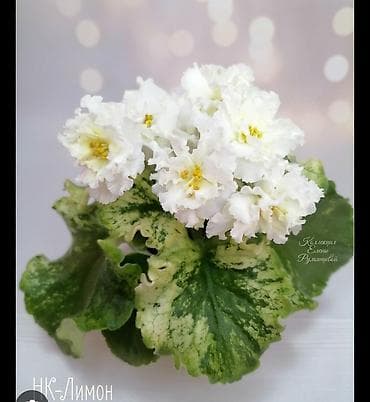 🌱🌺🌱 Продаю сортовые ДЕТКИ стандартных, трейлерныхмини и полумини