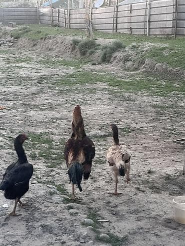 туша курицы: Продаю | Петух | Бойцовая, Дакан | Для разведения — 4