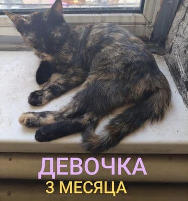 сколько стоит кошка породы мейн кун: Мейн-кун, 3 месяца, Девочка, Черепаховый — 1