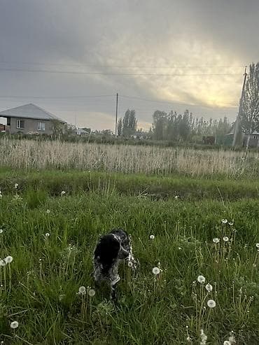 Собаки: Кокер-спаниель, 1 год, Самка, С прививкой — 6