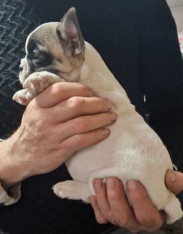 животные на продажу: - Порода: французский бульдог - Щенки породного типа, компактные, с — 2