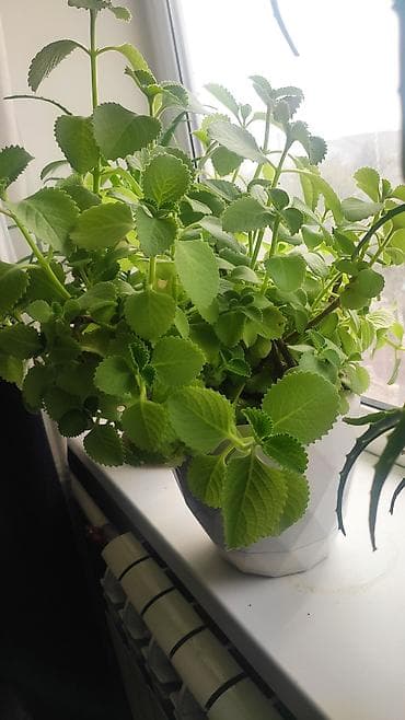 купить алоэ цветок: Домашние растения: мята и алоэ — лечебные и эстетичные - Домашняя — 7