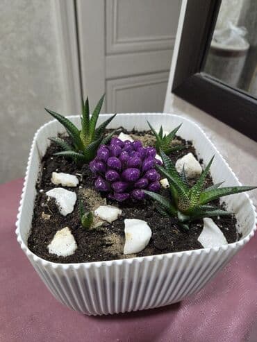 большие комнатные растения: Сансевиерия (Sansevieria trifasciata) в декоративных горшках. - — 3