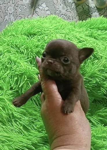 сельскохозяйственные животные продажа: Чихуахуа, 2 месяца, Самец, С прививкой, С родословной — 4