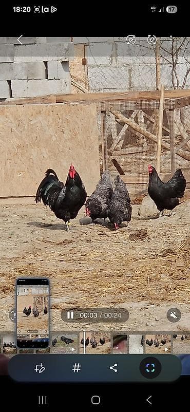 үй жаныбарлар: Сатам | Тооктор | Көбөйтүү үчүн — 2