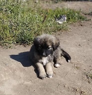 продажа щенков мопса: Собака даром: Дворняжка, 3 месяца, Самец — 5