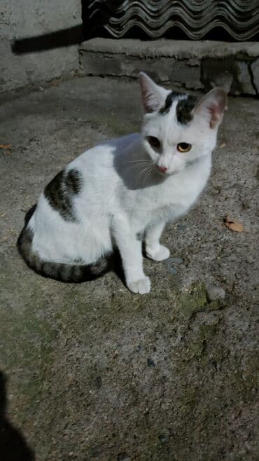 отдам котенка в добрые руки: 3 месяца, Мальчик — 2