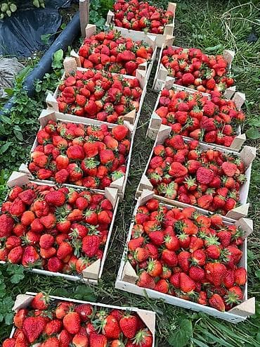 продаю орех: Клубника Клери, Оптом — 1