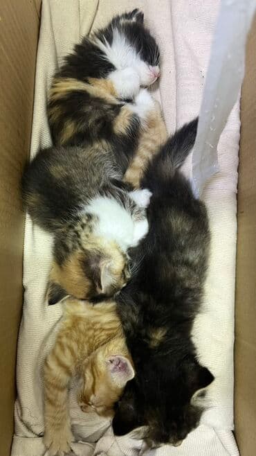 1 мальчик 2 котенка оригинал: Котята, помёт из 4 малышей. Описание: - Возраст на фото — примерно 8 — 3