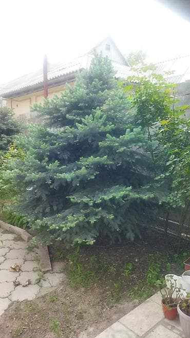 Ель голубая (Picea pungens), выращенная на участке. Описание: -