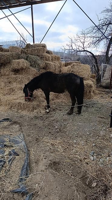 Продам с/х животных: Продаю | Конь (самец) | Рабочий — 2