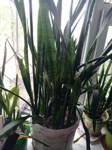 сколько стоит аквариум для рыбок: Цветы большой — 1